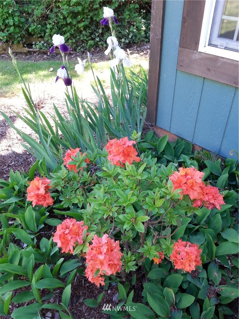 22705 Peter Grubb Road Southeast Renton, WA 98058 - Photo 34 of 40 a view of a flower in a garden