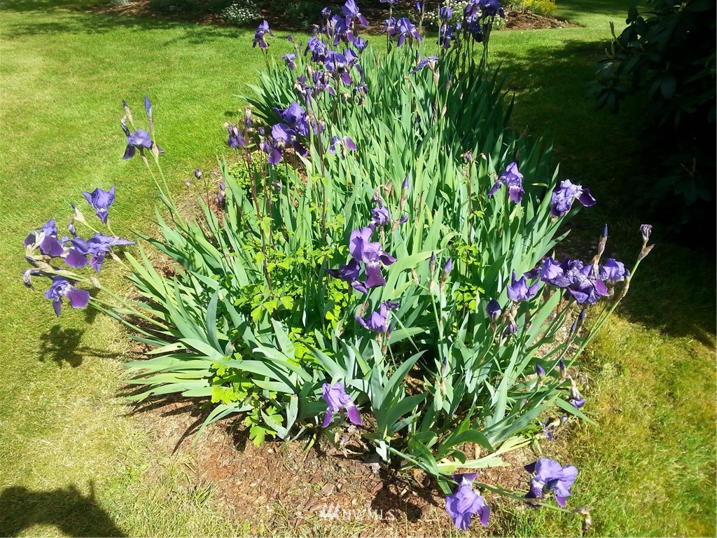 22705 Peter Grubb Road Southeast Renton, WA 98058 - Photo 37 of 40 a view of a flower in a garden