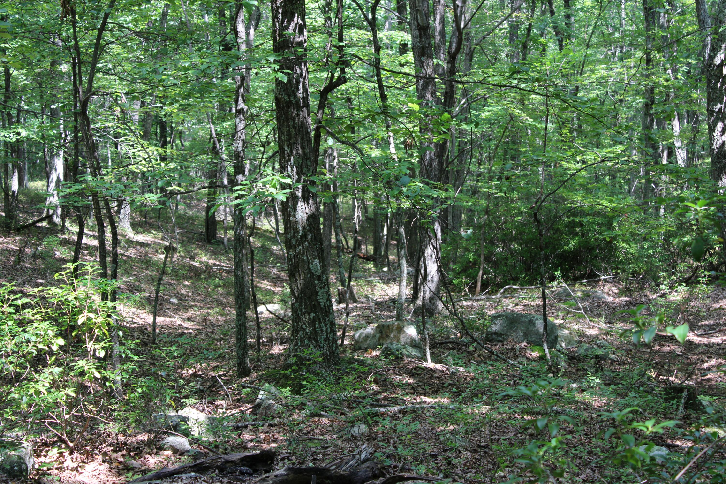 2816 Johns Creek Road New Castle, VA 24127 - Photo 45 of 96 RS IMG_0044