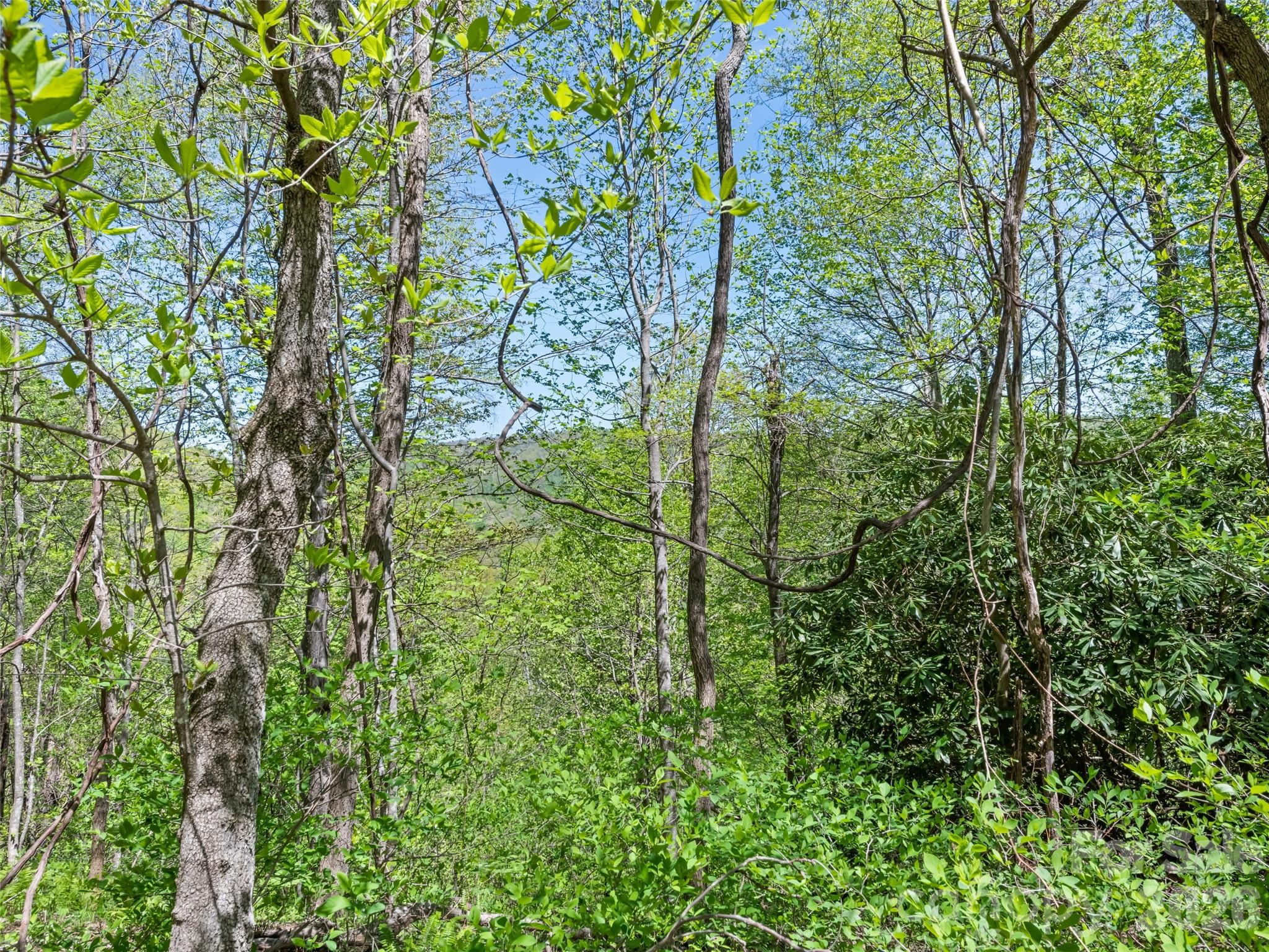 1372 Sand Branch Road Black Mountain, NC 28711 - Photo 41 of 45 a plant view in yard