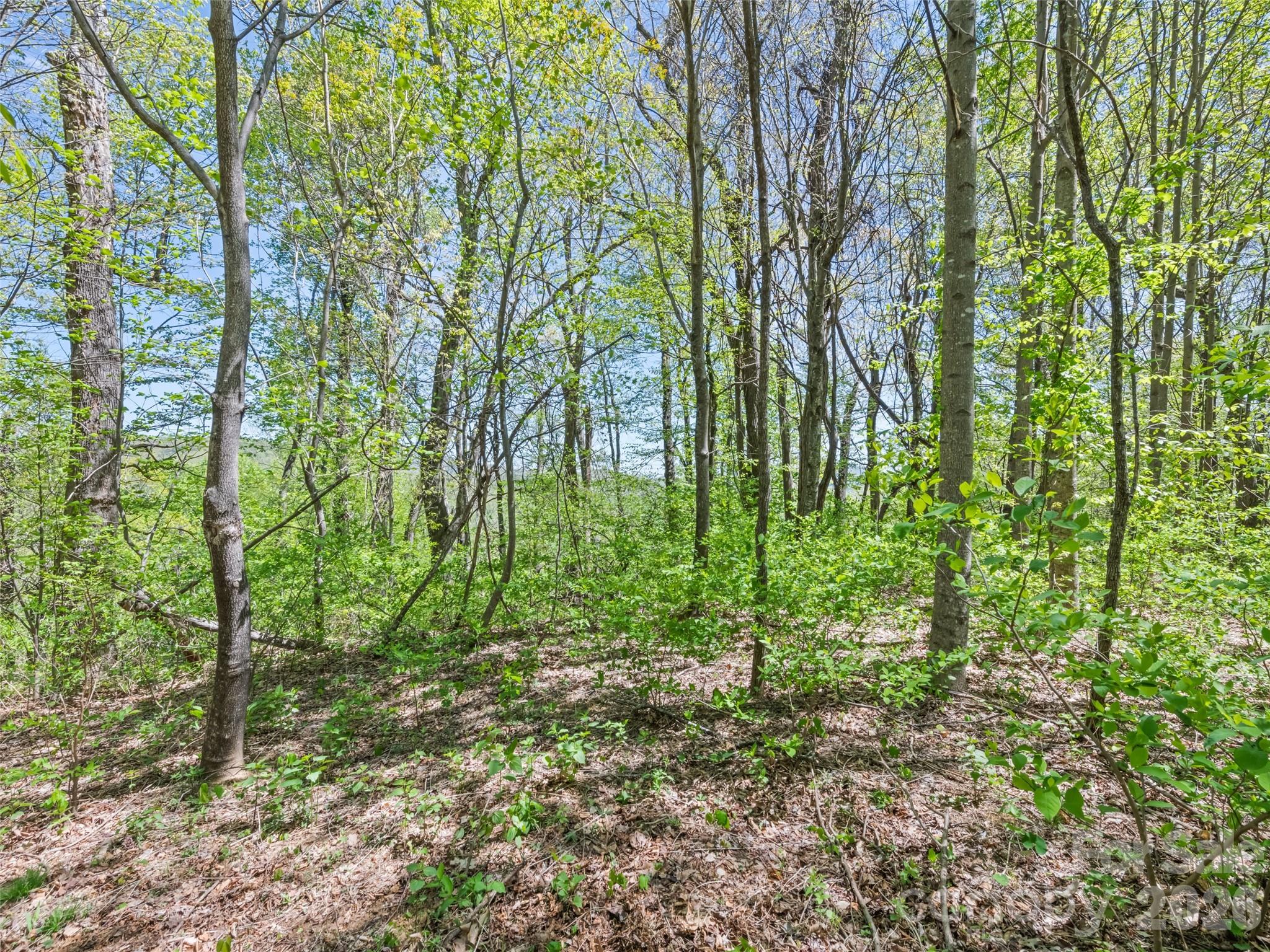 1372 Sand Branch Road Black Mountain, NC 28711 - Photo 42 of 45 a view of a garden