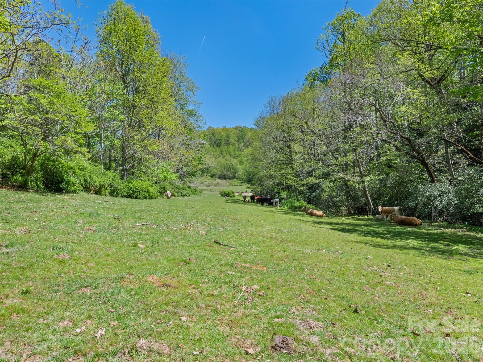1372 Sand Branch Road Black Mountain, NC 28711 - Photo 44 of 45 a view of a grassy field with trees