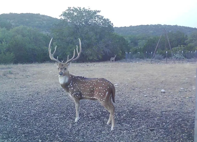 a view of a dry yard with large trees