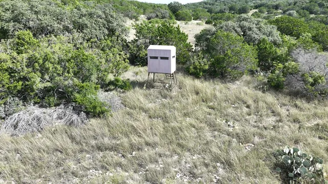 a view of a forest with trees in the background