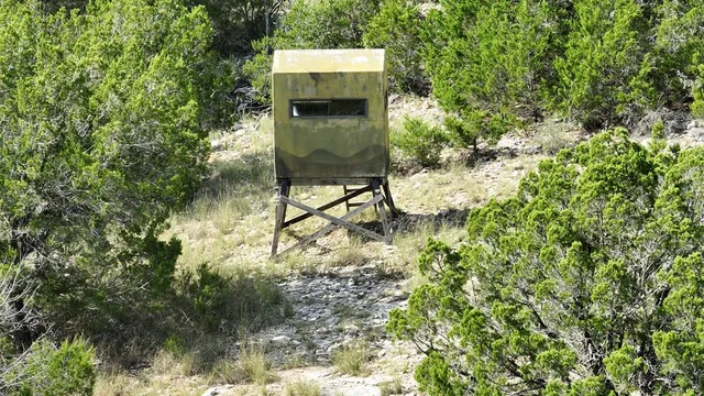 a view of a green field with lots of bushes
