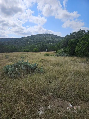 a view of a garden from a window