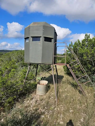 a view of a forest with a tree