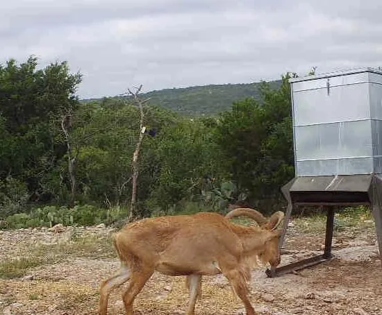 a kitchen with granite countertop wooden cabinets and black appliances