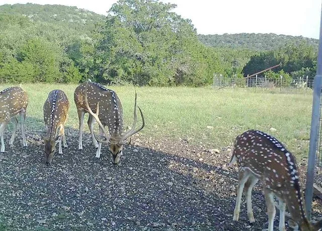 a bed with a black white bedspread and pillows