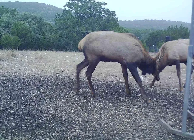 $865,000 | 7997 Sd 52100, Rocksprings, TX 78880