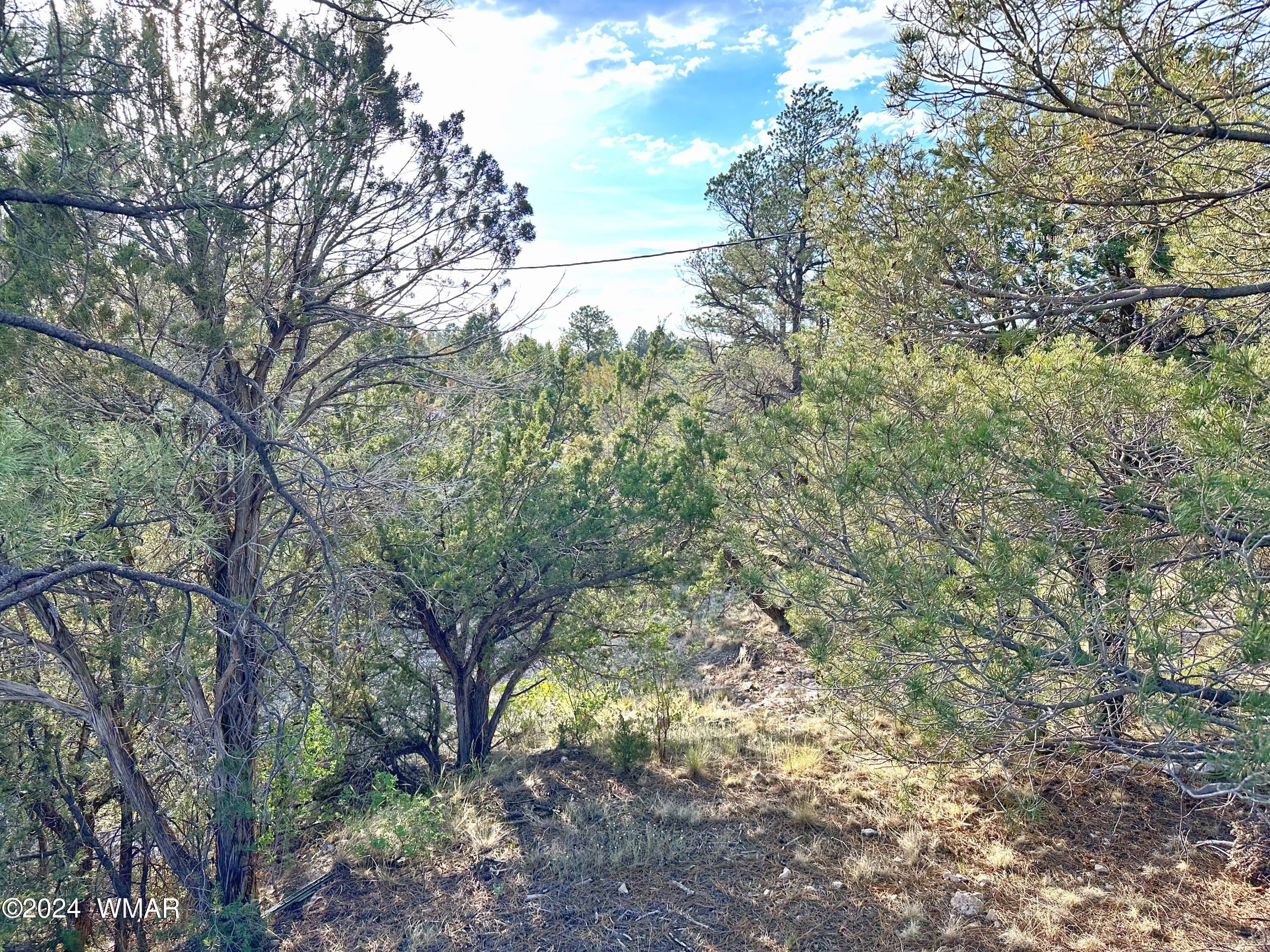 3403 Top View Road Overgaard, AZ 85933 - Photo 19 of 19 a view of a yard with a tree
