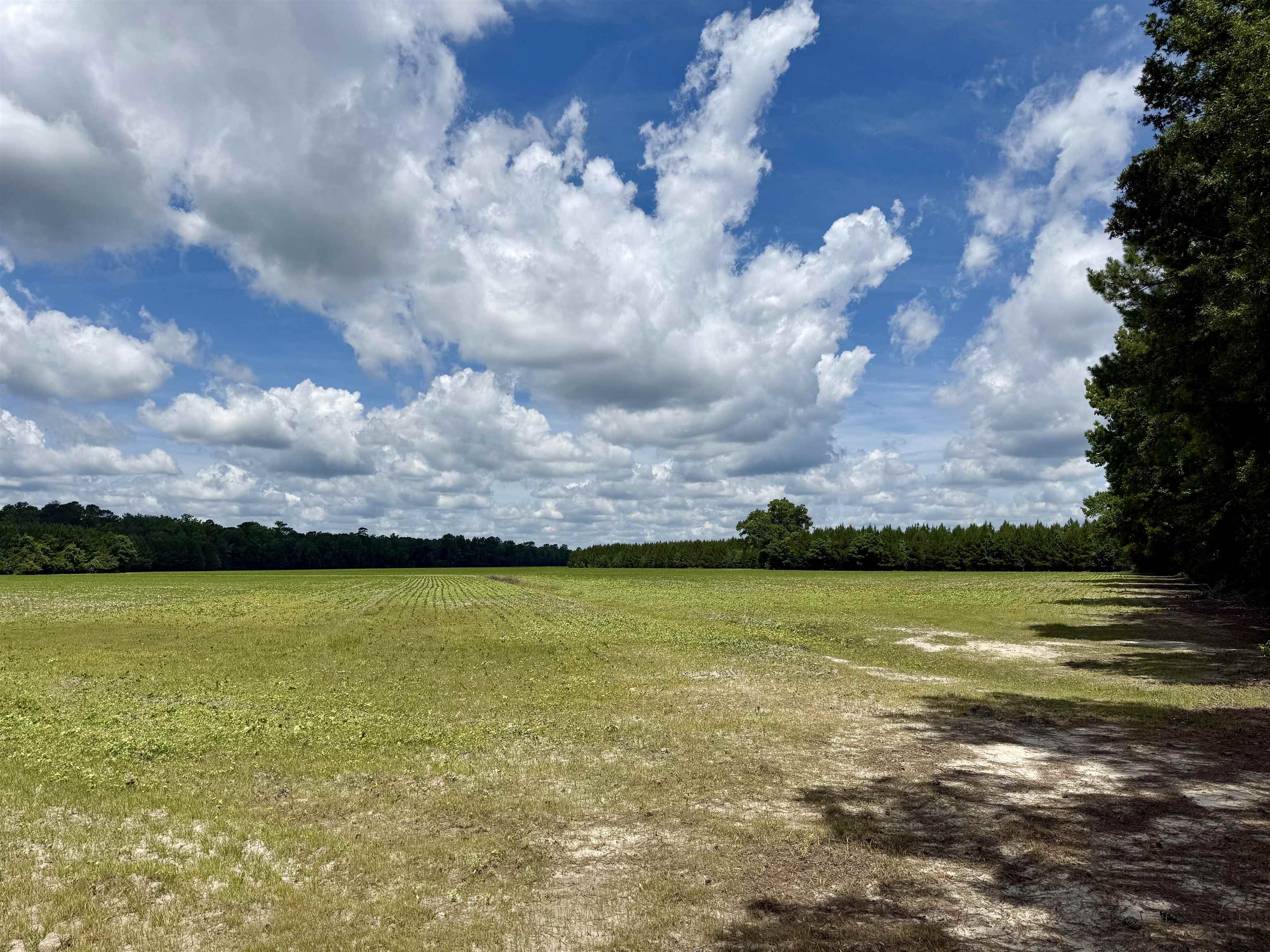 83.03-acres - Birch Creek Road Andrews, SC 29510 - Photo 24 of 25