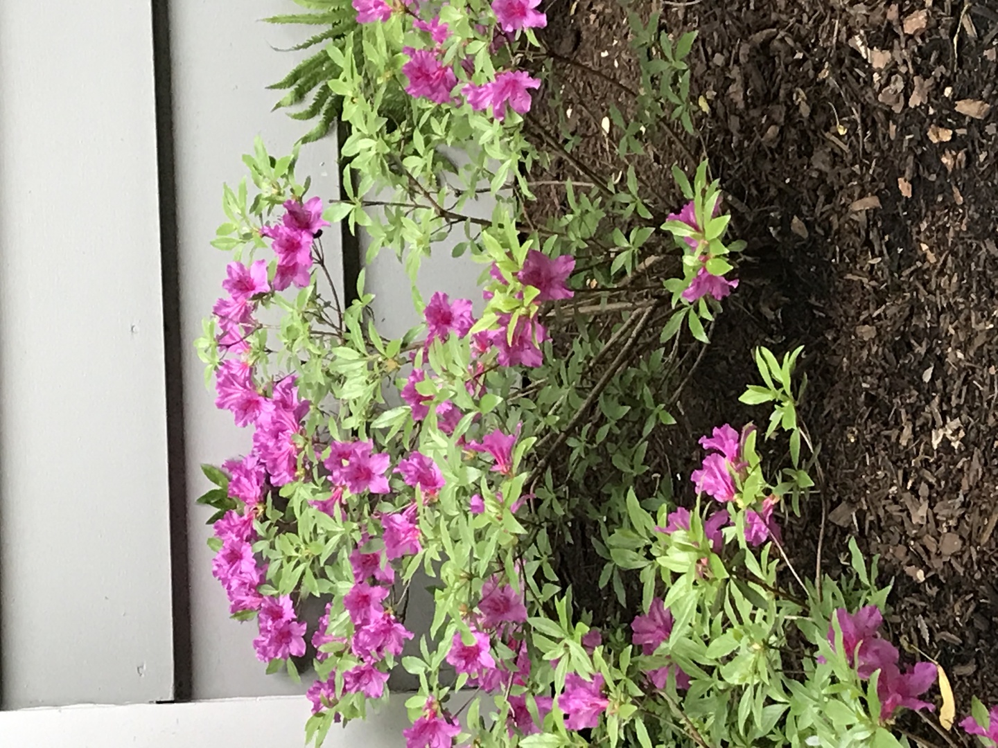 31 Roosevelt Street St. Charles, IL 60174 - Photo 41 of 44