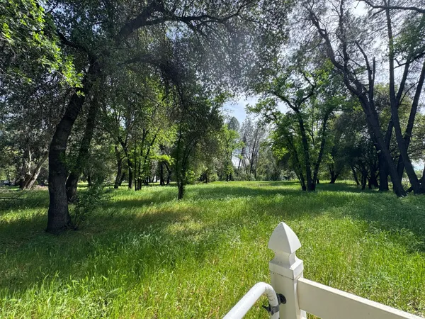 a view of a garden with a tree