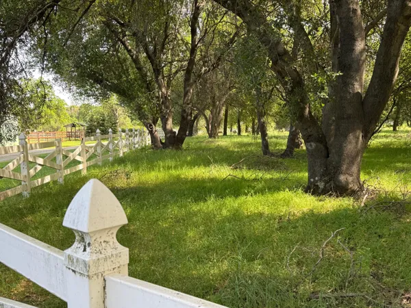 a view of a garden with trees