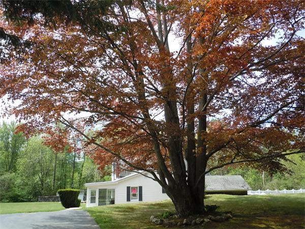 29 Putnam Road Sturbridge, MA 01566 - Photo 12 of 19 a backyard of a house with lots of green space