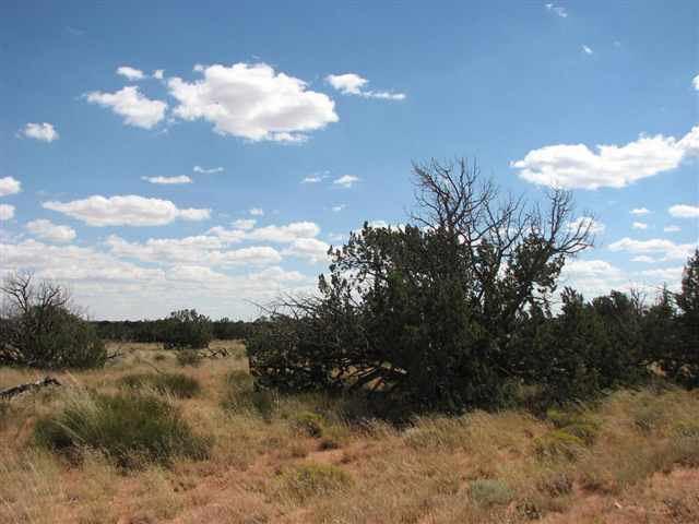Lot 43 Chevelon Canyon Ranch Heber, AZ 85928 - Photo 3 of 4
