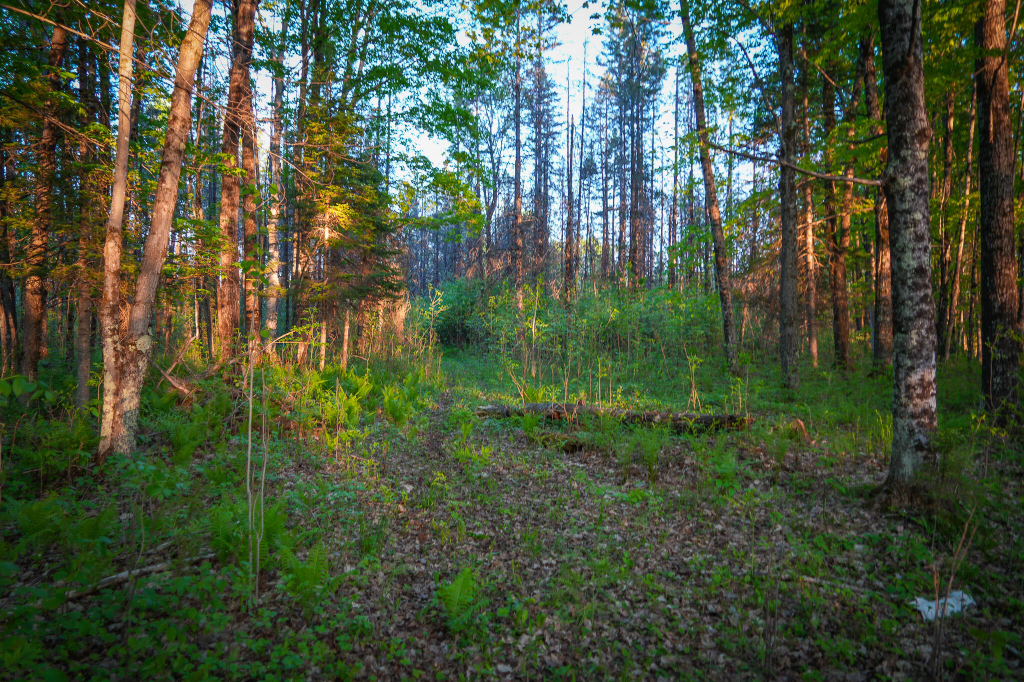 V/l V/l 33rd Road Perkins, MI 49872 - Photo 55 of 70 DSC00091