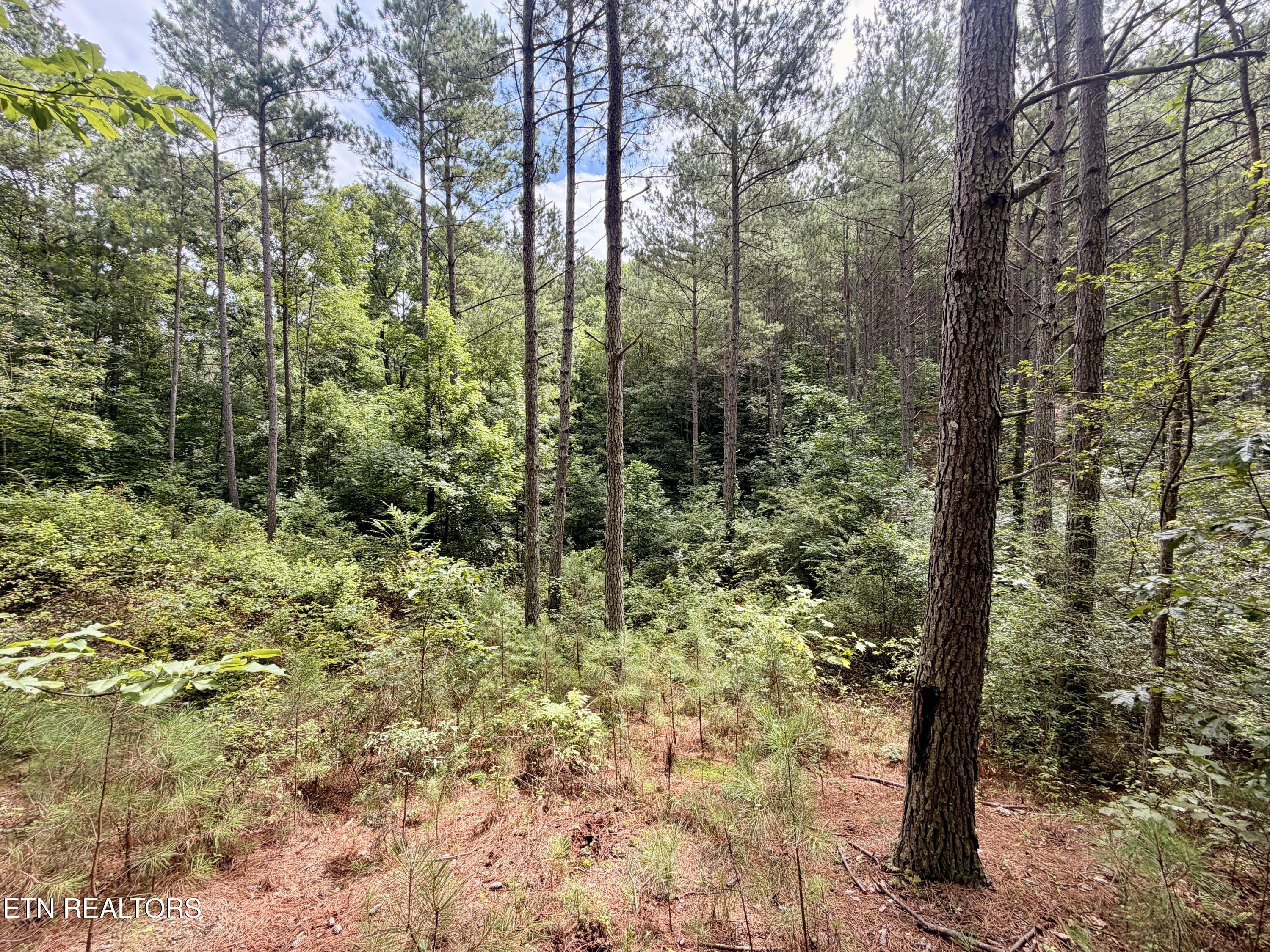 Northwest Eads Bluff Road Northwest Georgetown, TN 37336 - Photo 22 of 36 22