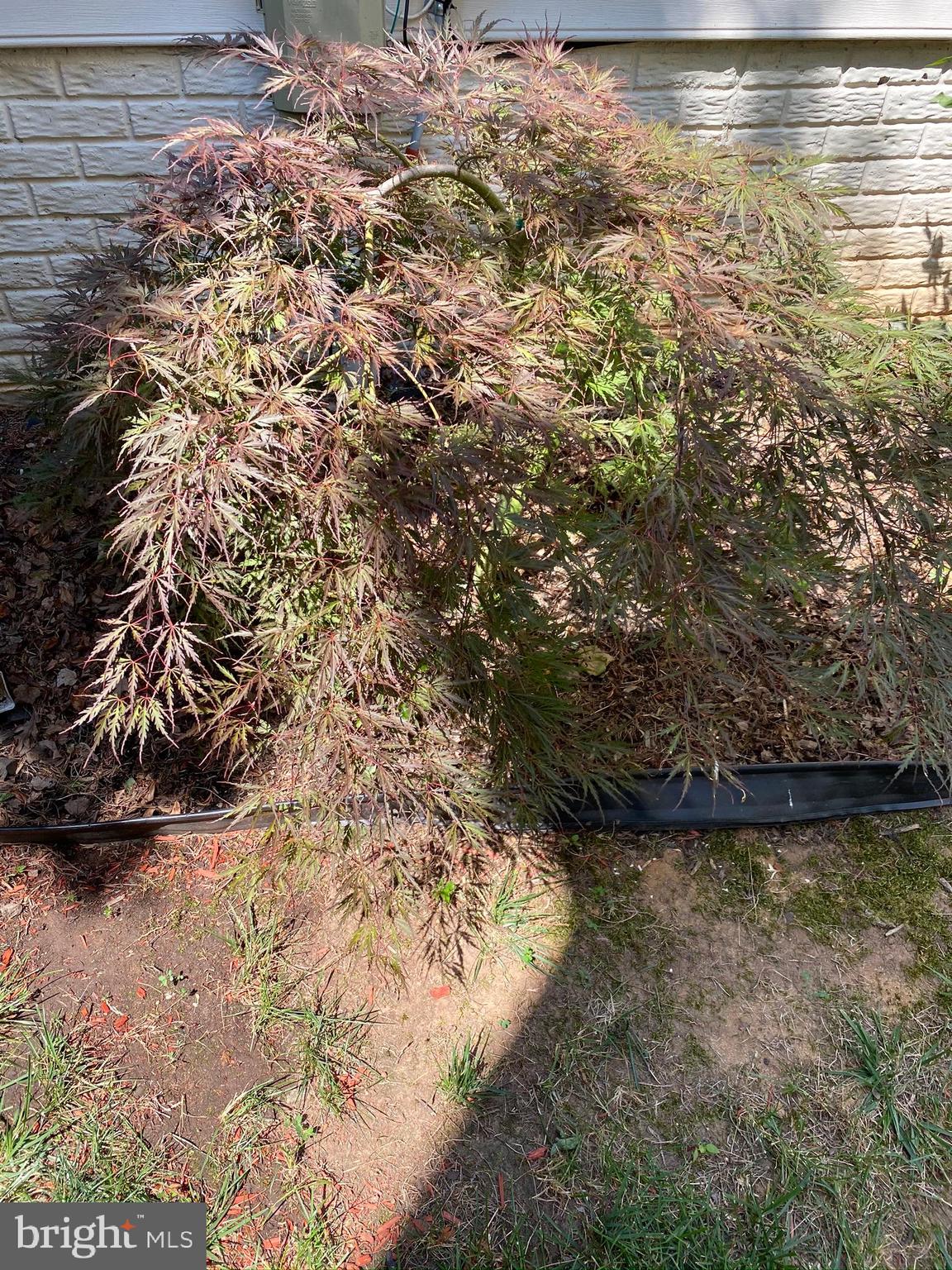 2632 Cast Off Loop Woodbridge, VA 22191 - Photo 86 of 120 High End Japanese Maple!