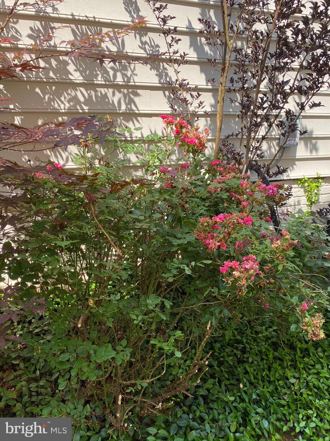 2632 Cast Off Loop Woodbridge, VA 22191 - Photo 87 of 120 Tons of Heirloom Roses- Just Bloomed!