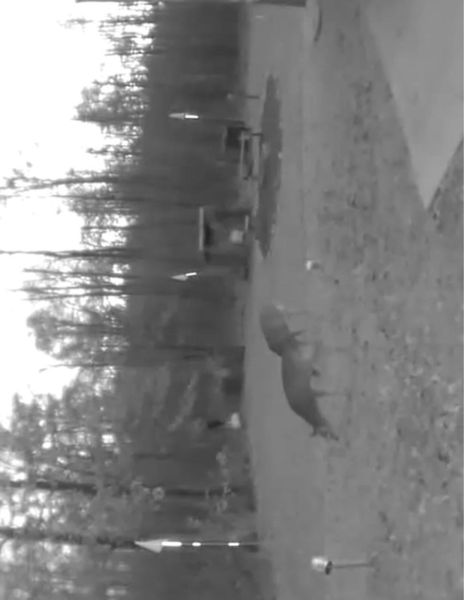 W10825 Woods Road Dunbar, WI 54119 - Photo 25 of 28