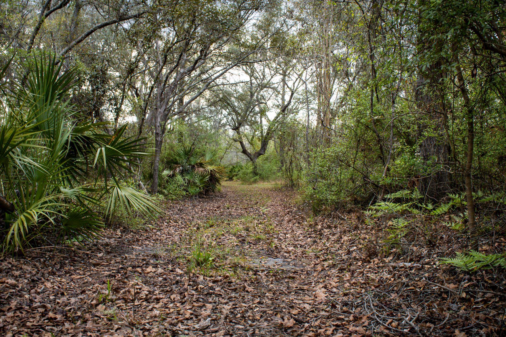 245 Northeast East Peppermint Trail Pinetta, FL 32350 - Photo 1 of 32