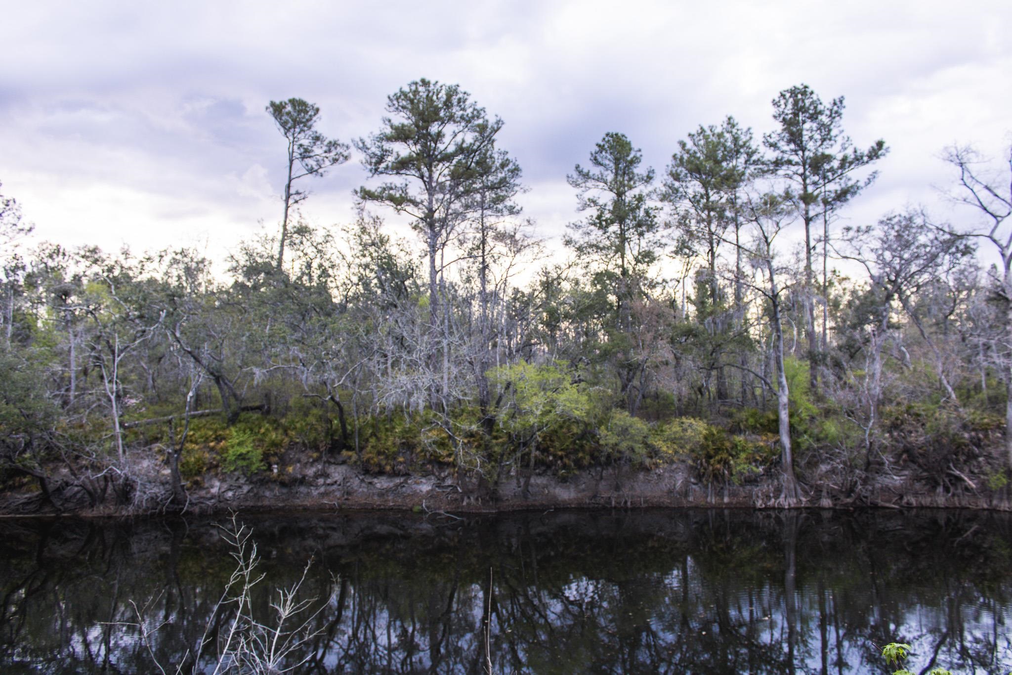 245 Northeast East Peppermint Trail Pinetta, FL 32350 - Photo 28 of 32