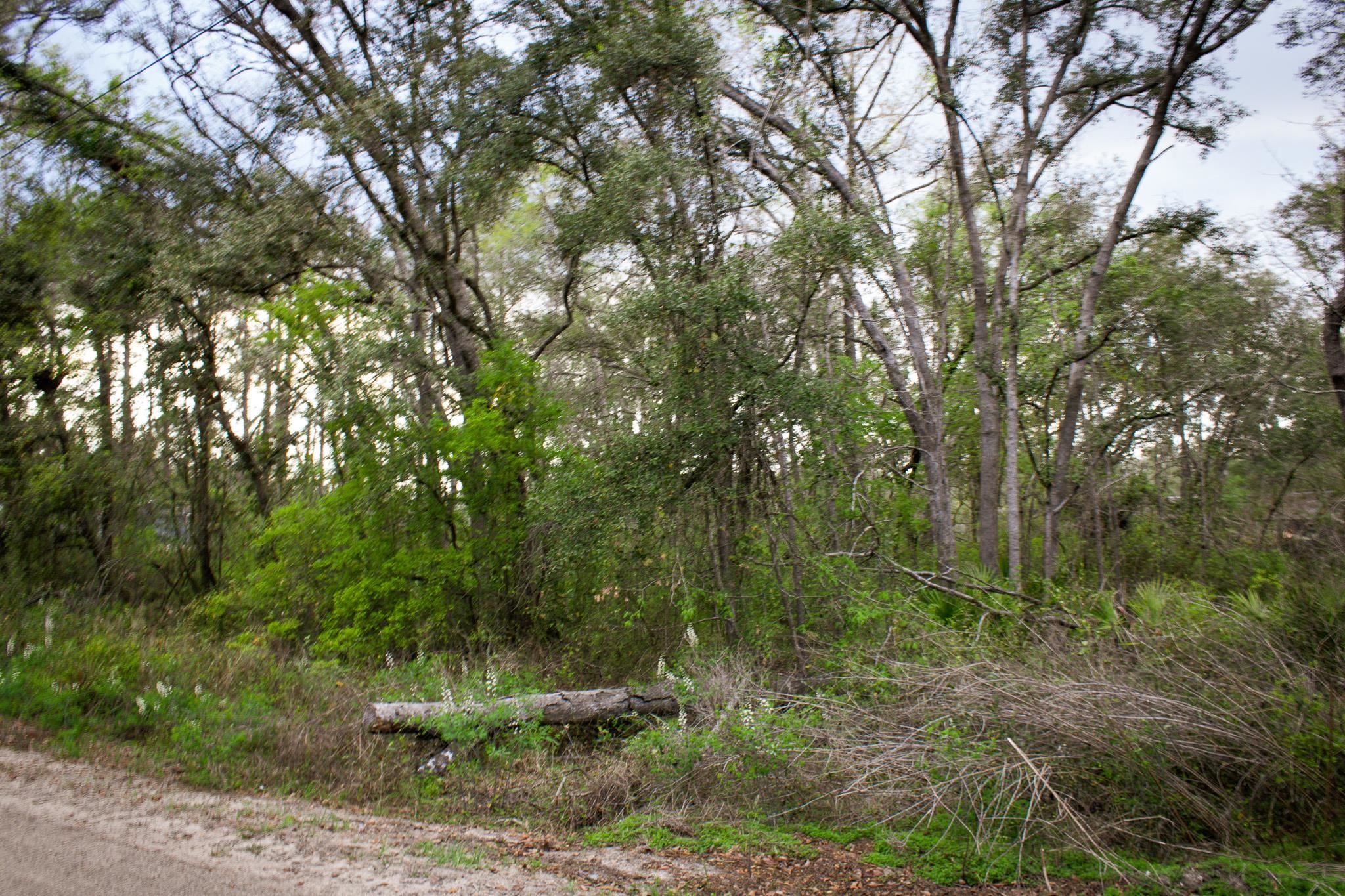 245 Northeast East Peppermint Trail Pinetta, FL 32350 - Photo 3 of 32