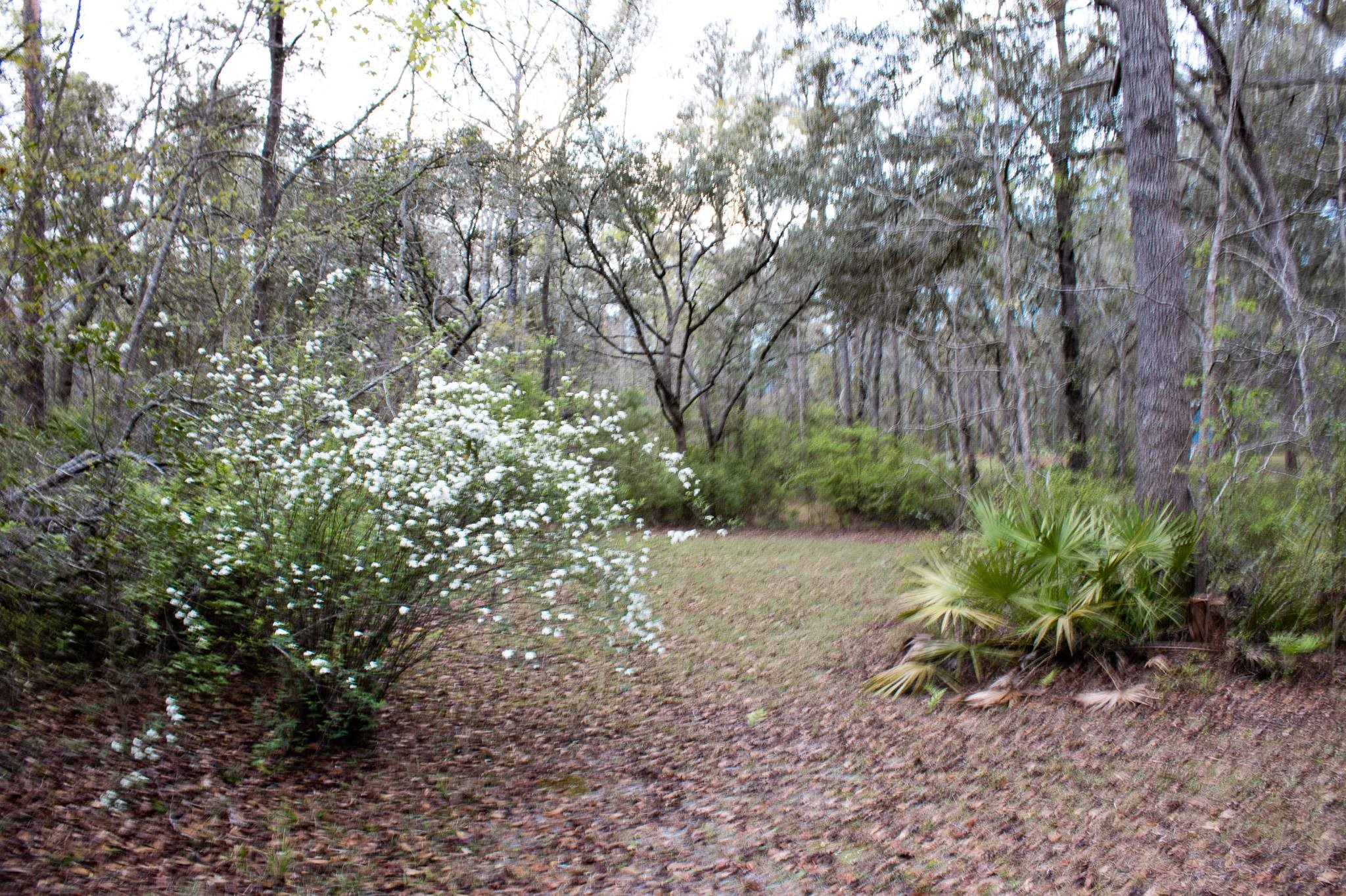 245 Northeast East Peppermint Trail Pinetta, FL 32350 - Photo 8 of 32