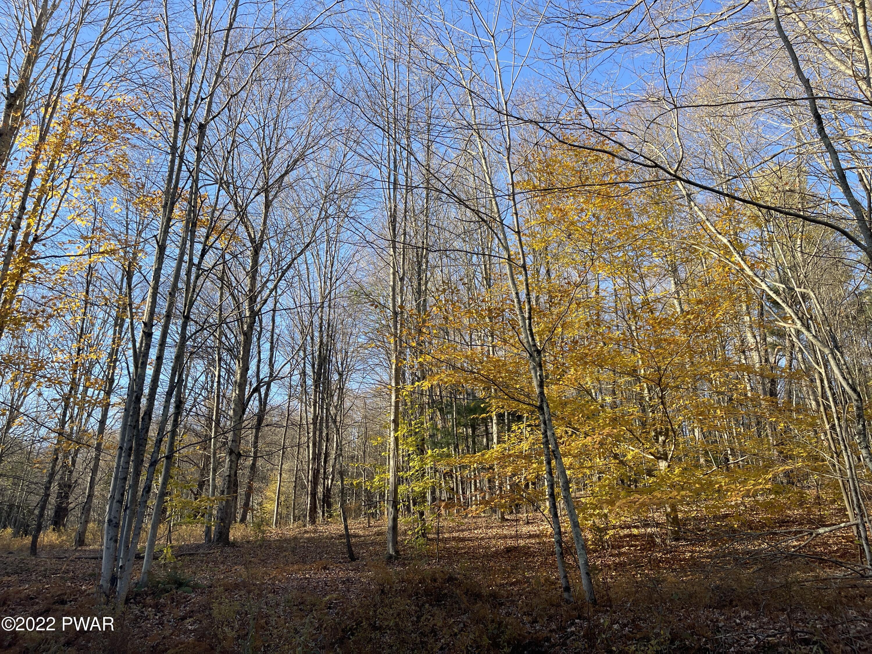 Pleasant Valley Road Starrucca, PA 18462 - Photo 5 of 10 Game Trails