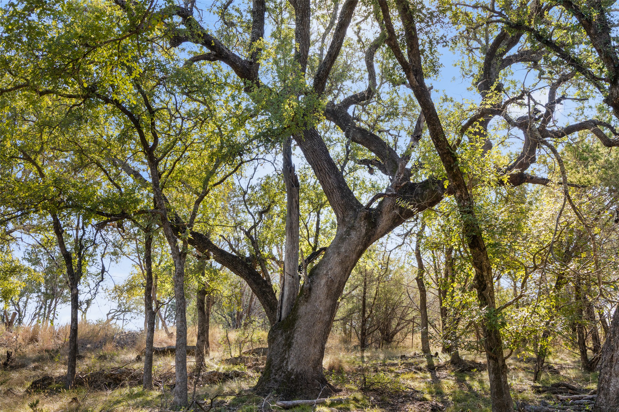 1301 Rm 2147 Marble Falls Marble Falls, TX 78654 - Photo 6 of 14 View of nature