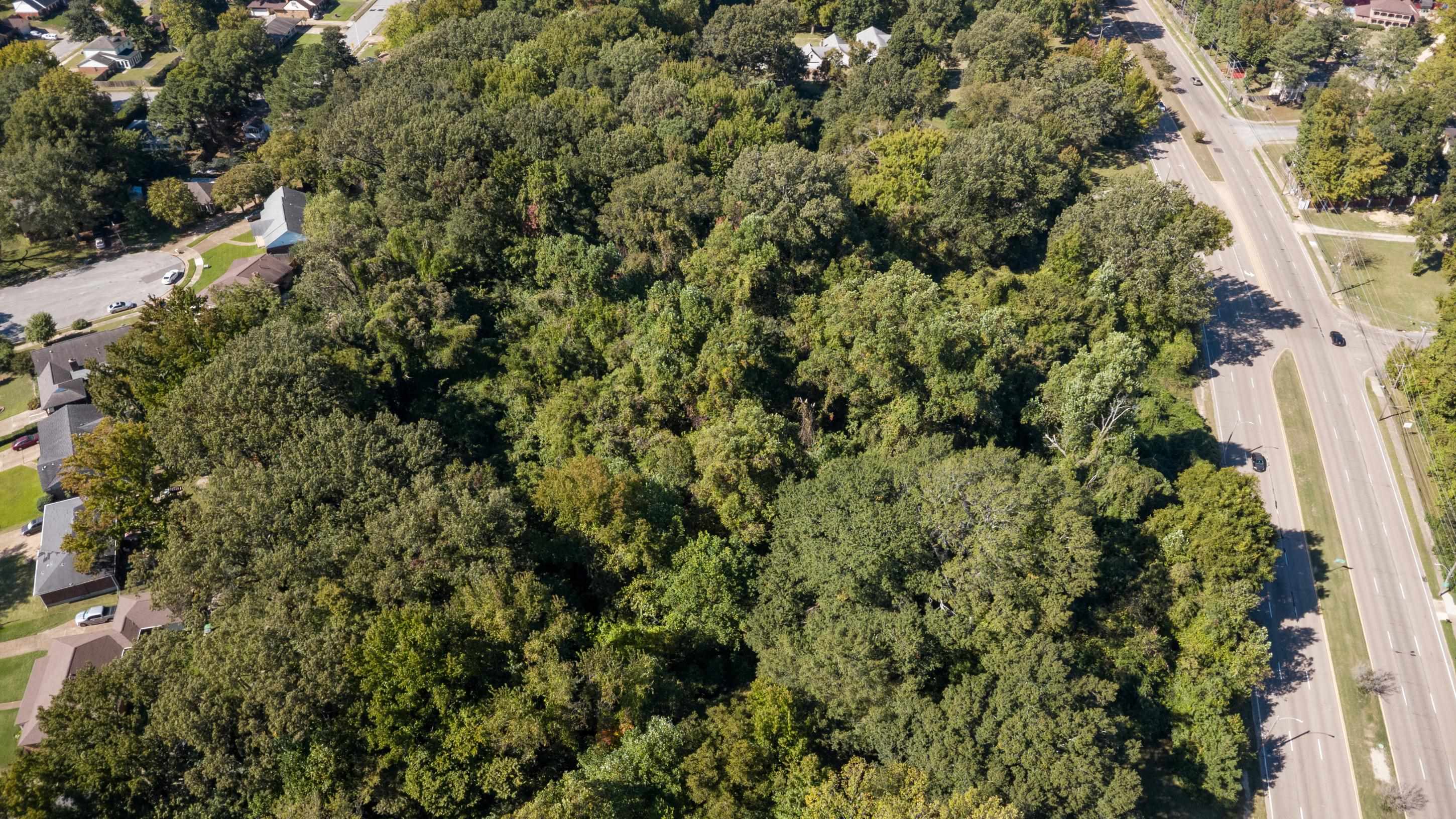 5259 Stage Road Bartlett, TN 38134 - Photo 12 of 15 a view of a forest with a tree