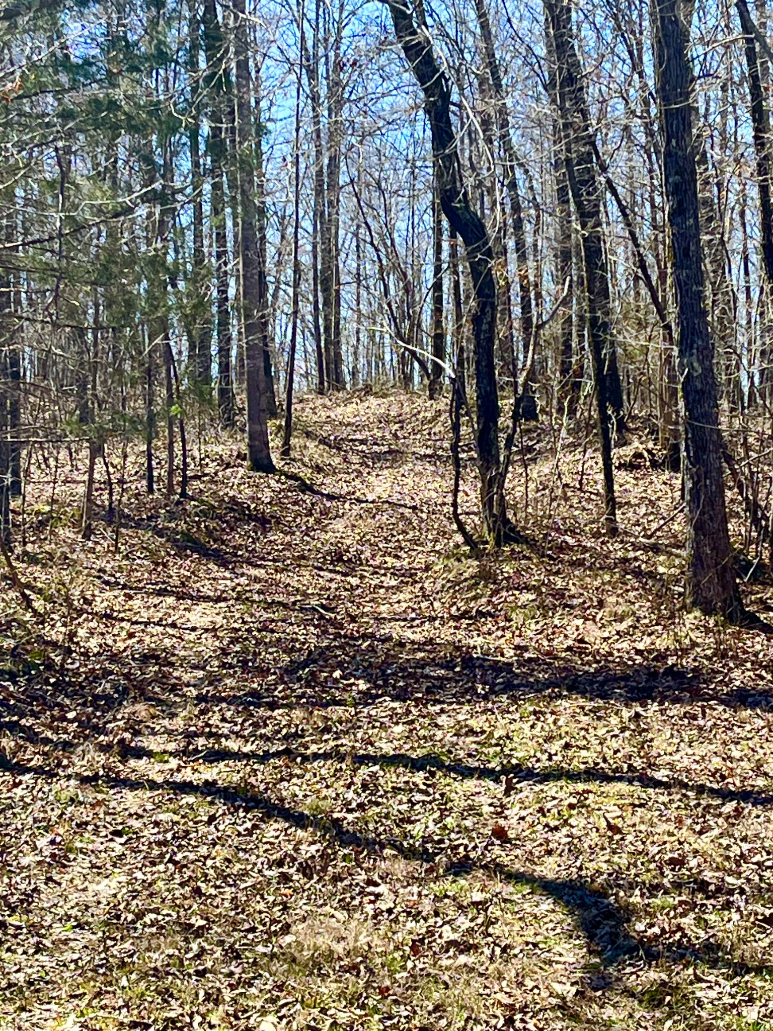 0 Brown Road Hohenwald, TN 38462 - Photo 16 of 28 Gallery Image 16