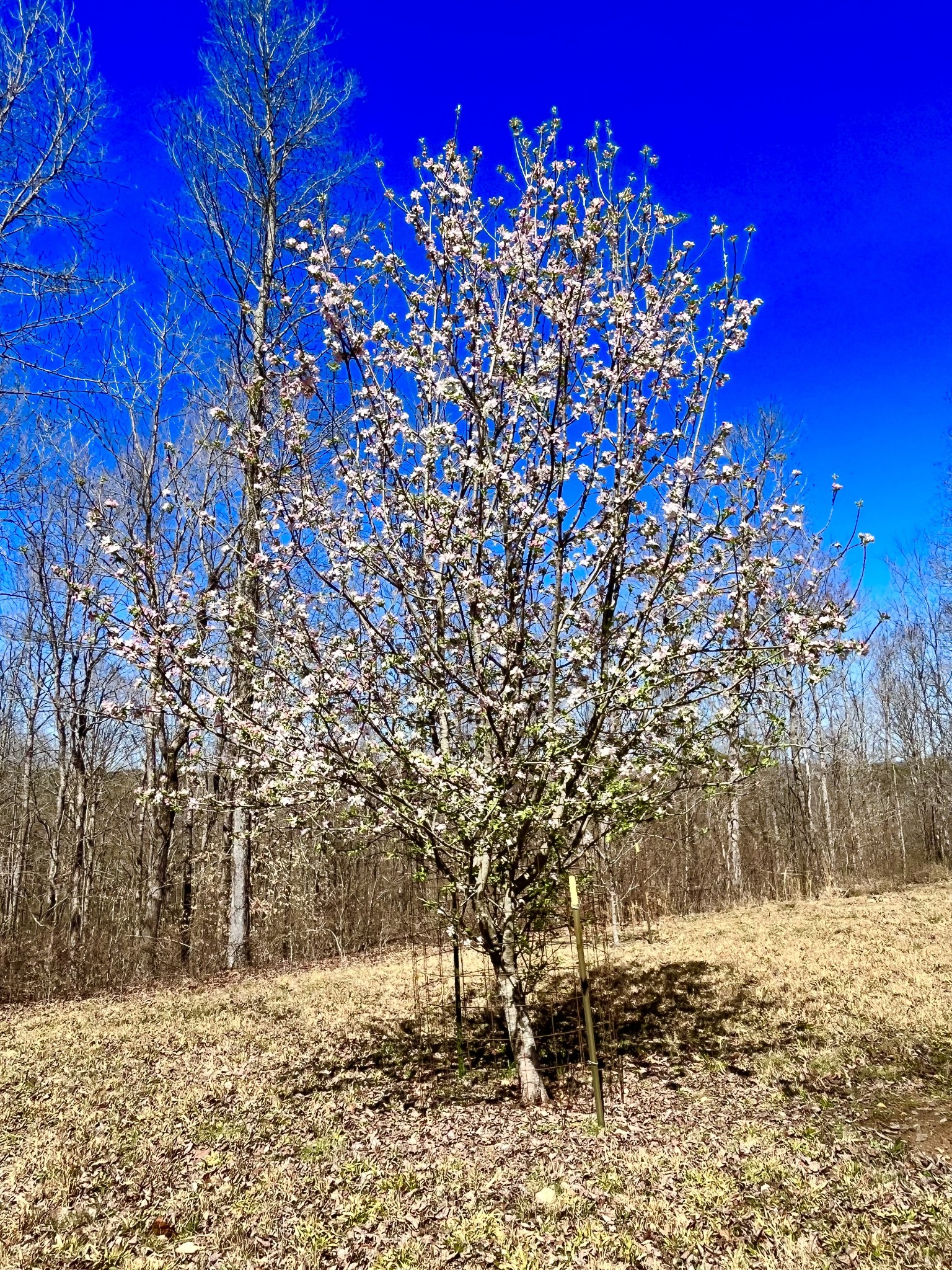 0 Brown Road Hohenwald, TN 38462 - Photo 17 of 28 Gallery Image 17