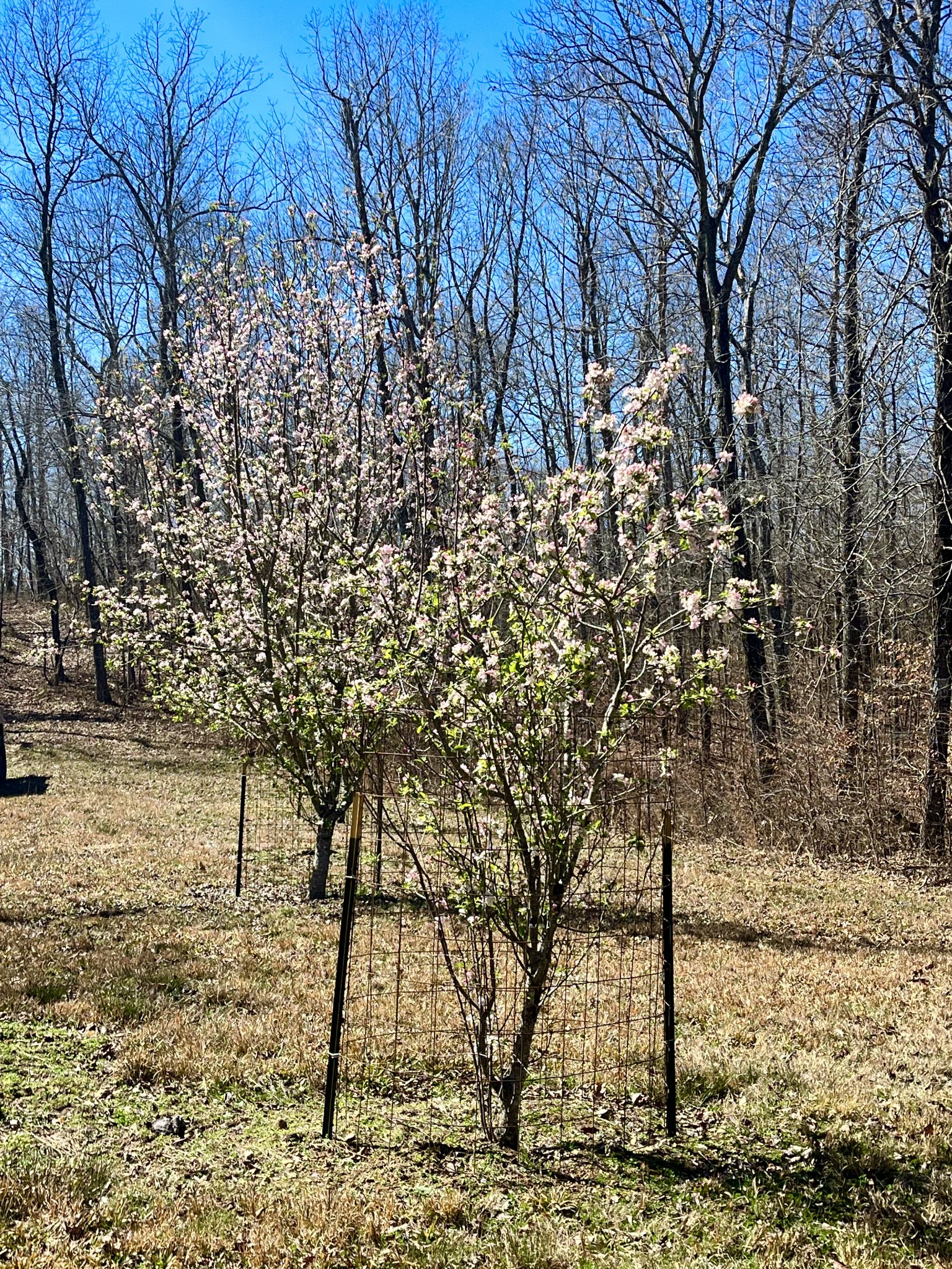 0 Brown Road Hohenwald, TN 38462 - Photo 18 of 28 Gallery Image 18