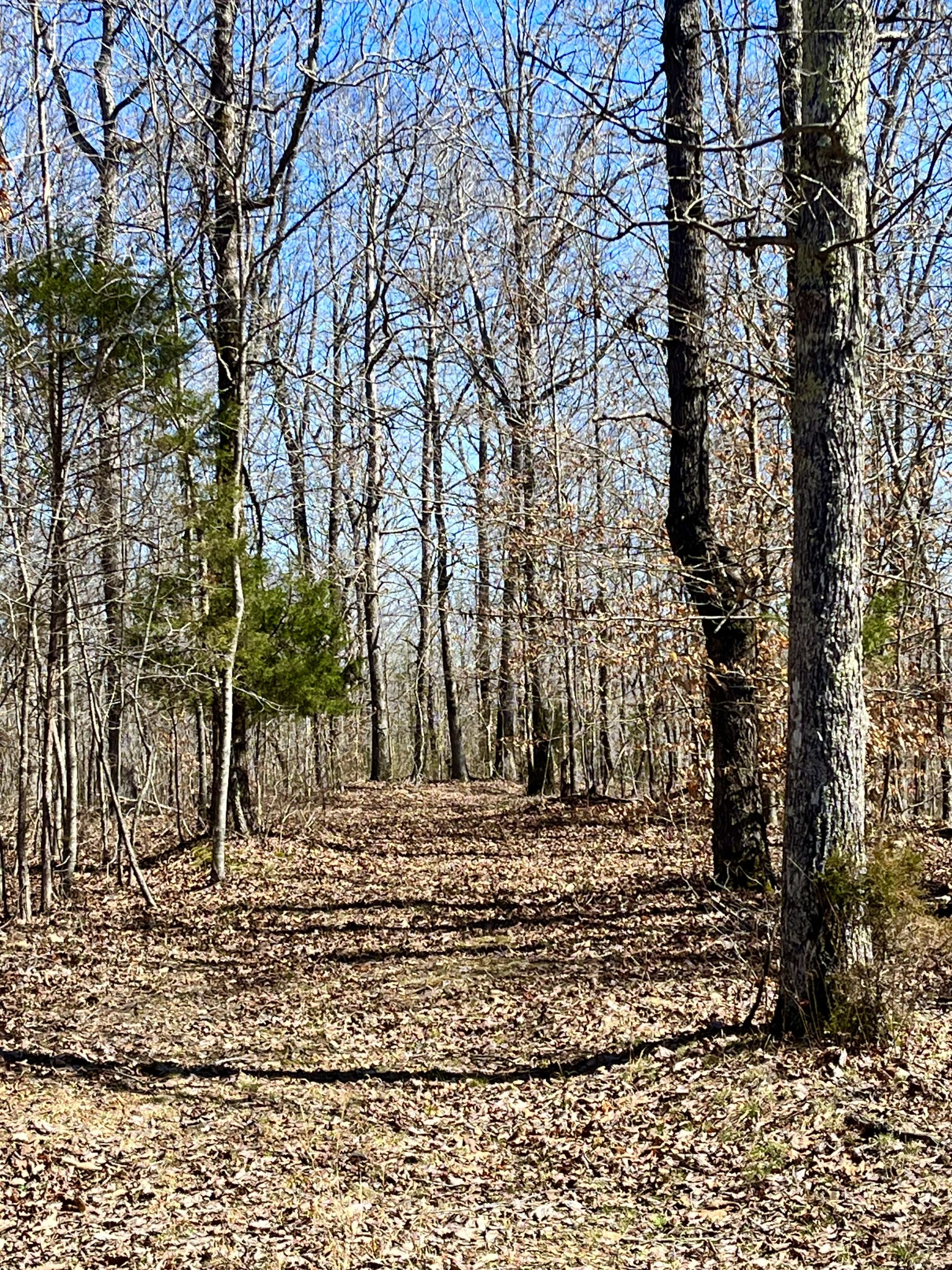 0 Brown Road Hohenwald, TN 38462 - Photo 20 of 28 Gallery Image 20