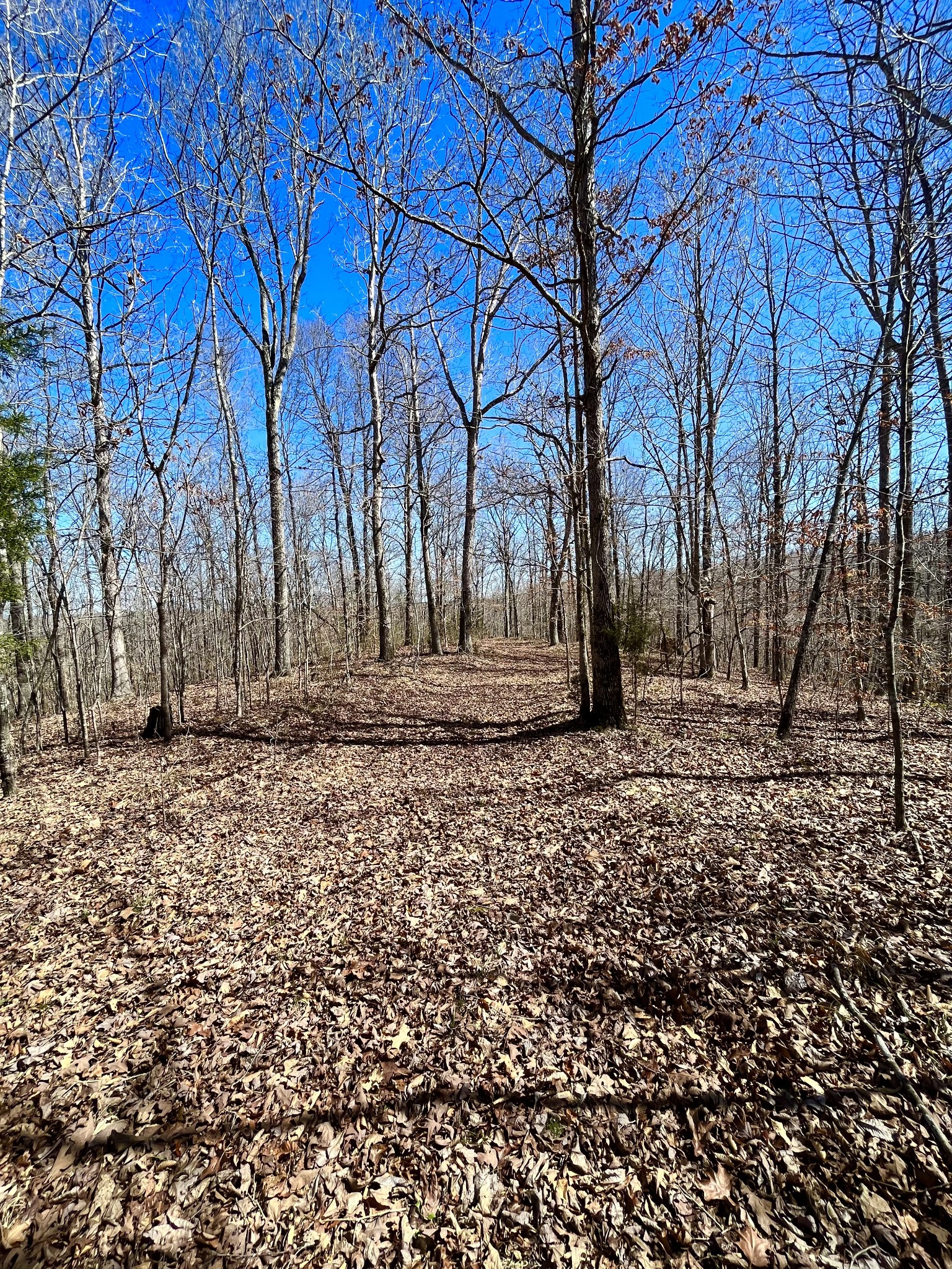 0 Brown Road Hohenwald, TN 38462 - Photo 21 of 28 Gallery Image 21