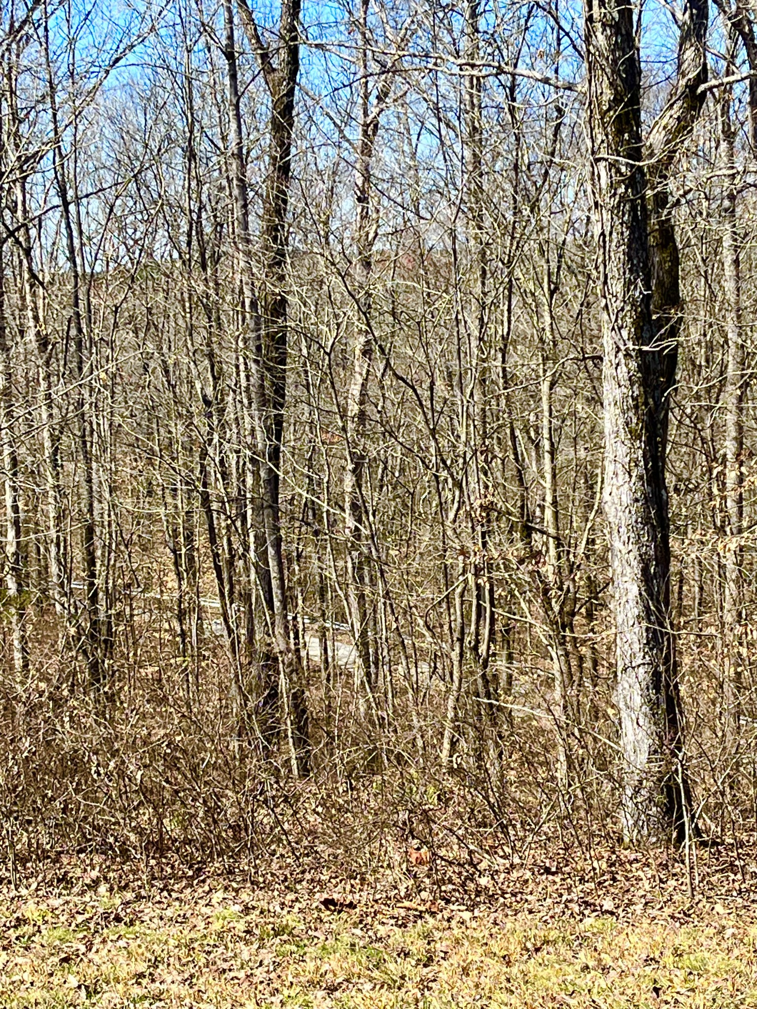 0 Brown Road Hohenwald, TN 38462 - Photo 22 of 28 Gallery Image 22