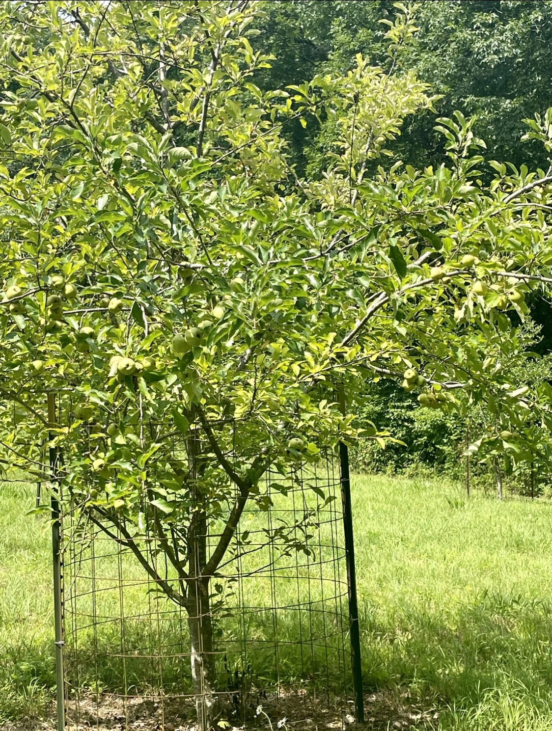 0 Brown Road Hohenwald, TN 38462 - Photo 6 of 28 Gallery Image 6