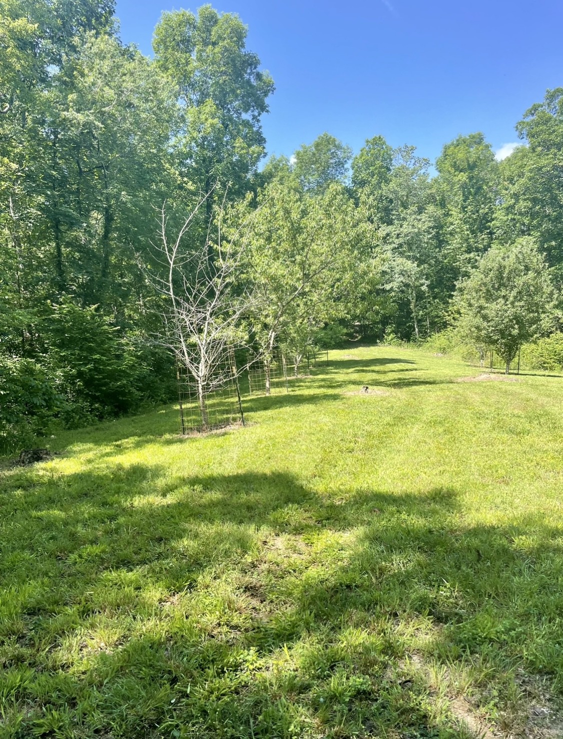 0 Brown Road Hohenwald, TN 38462 - Photo 7 of 28 Gallery Image 7