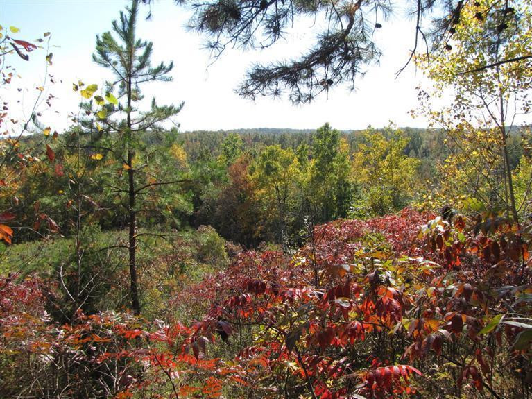 764 Brushy Ridge Road McKee, KY 40447 - Photo 6 of 25 The foliage is particularly striking in
