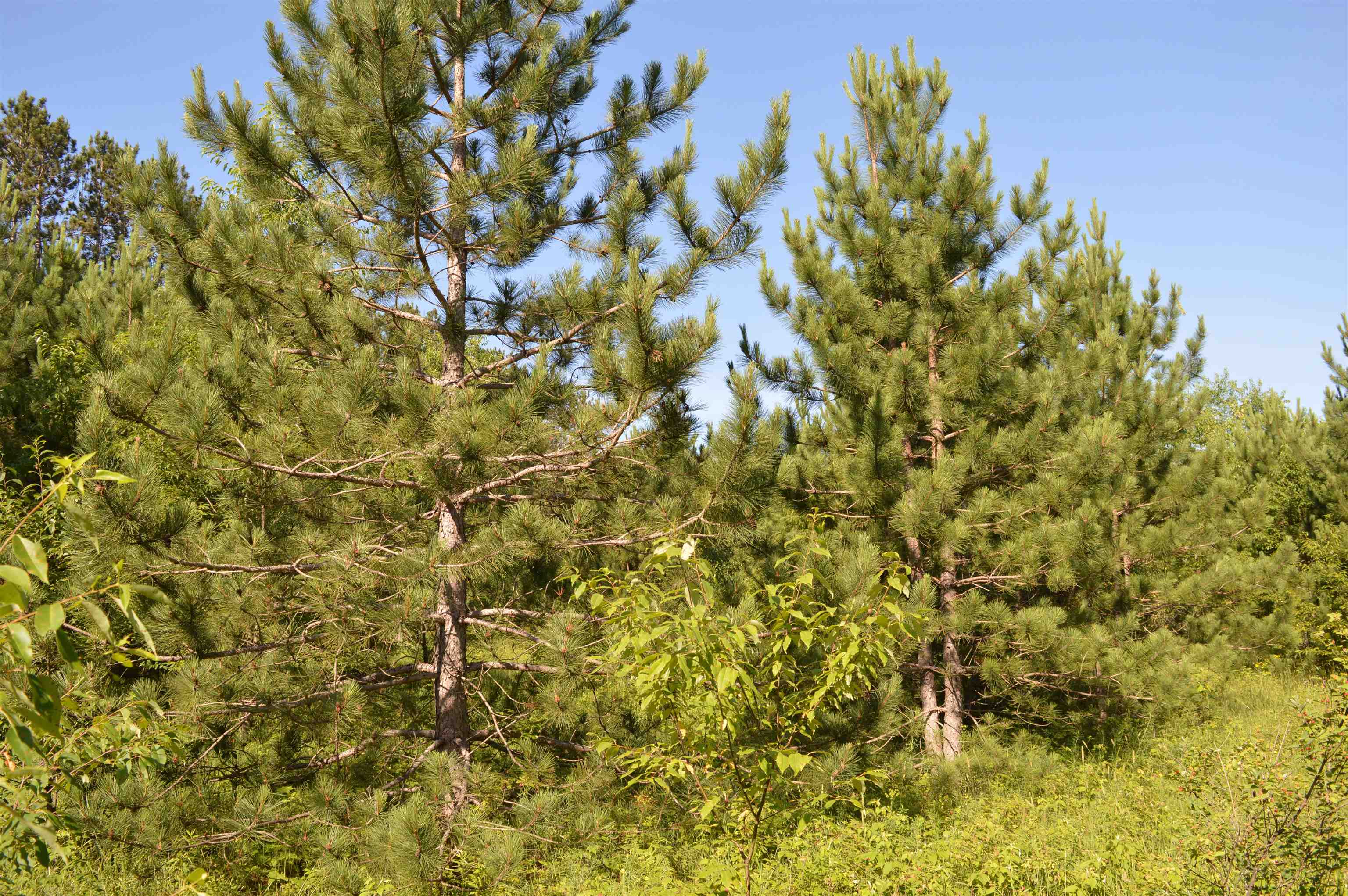 Northeast Holly Road, Unit LOT: A Kalkaska, MI 49646 - Photo 14 of 27