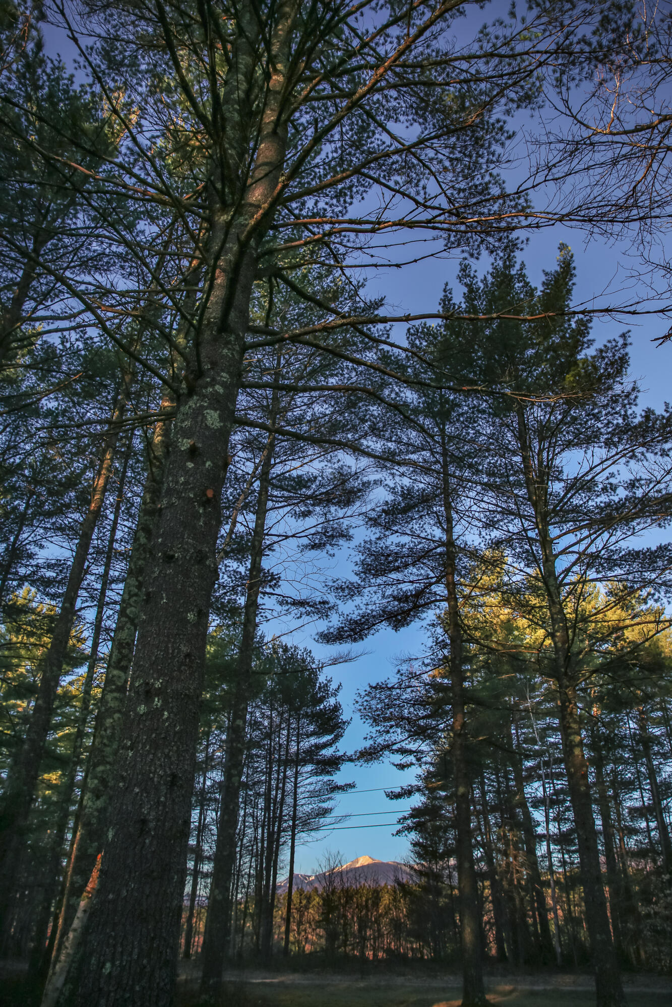 205 River Road Jay, NY 12941 - Photo 5 of 41 untitled shoot-0252