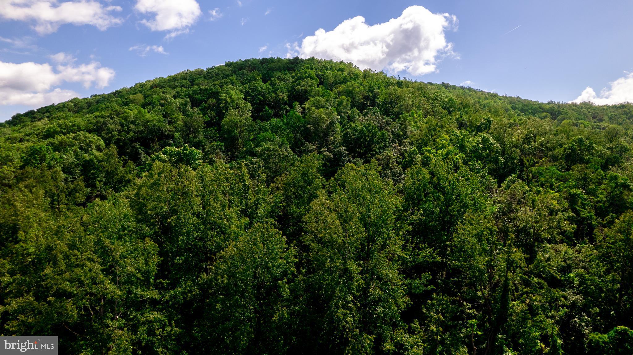 4179 Fiery Run Road Linden, VA 22642 - Photo 60 of 80 Land