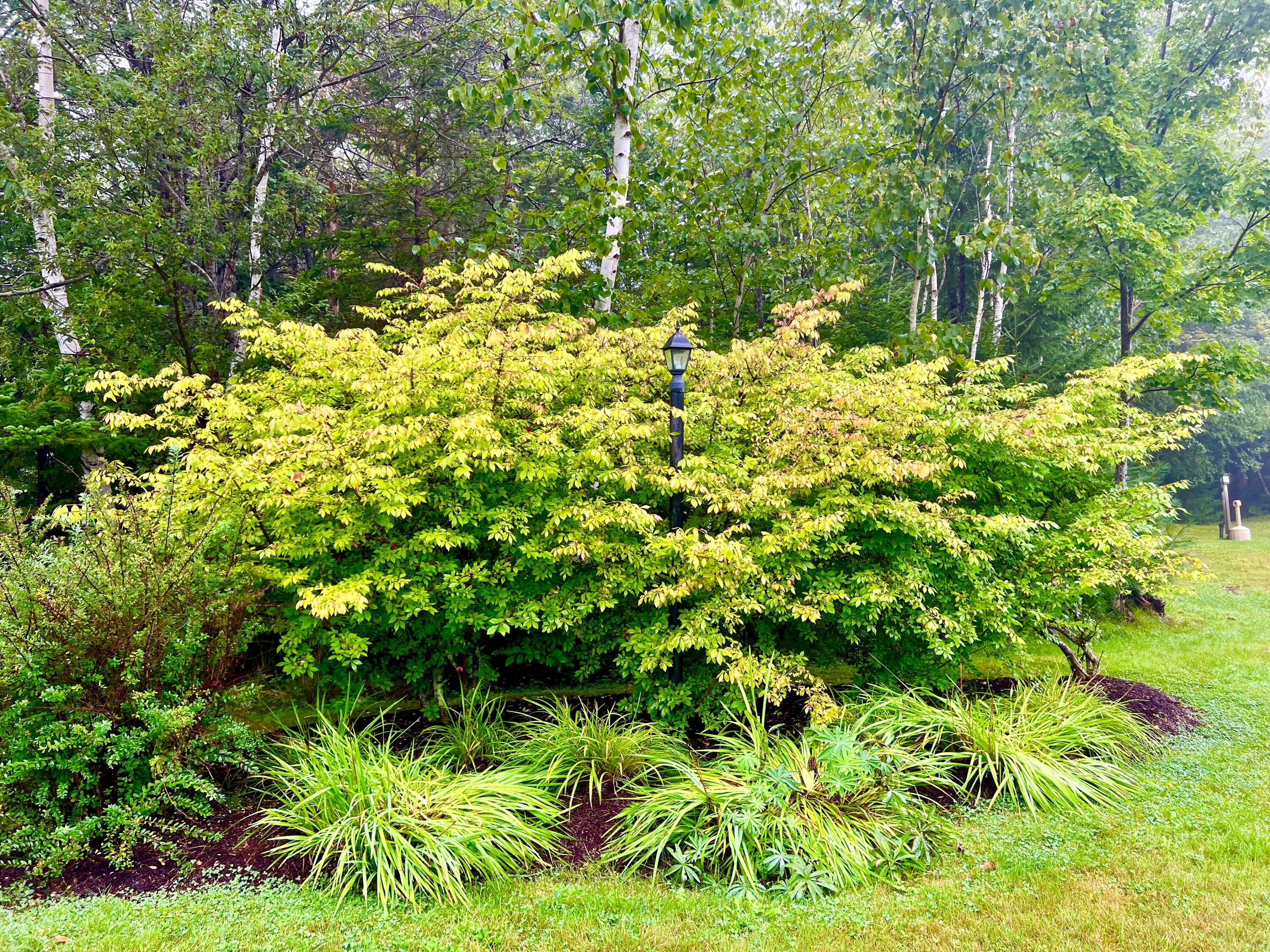79 East Ridge Road, Unit 109 Southwest Harbor, ME 04679 - Photo 41 of 43 Grounds/landscaping