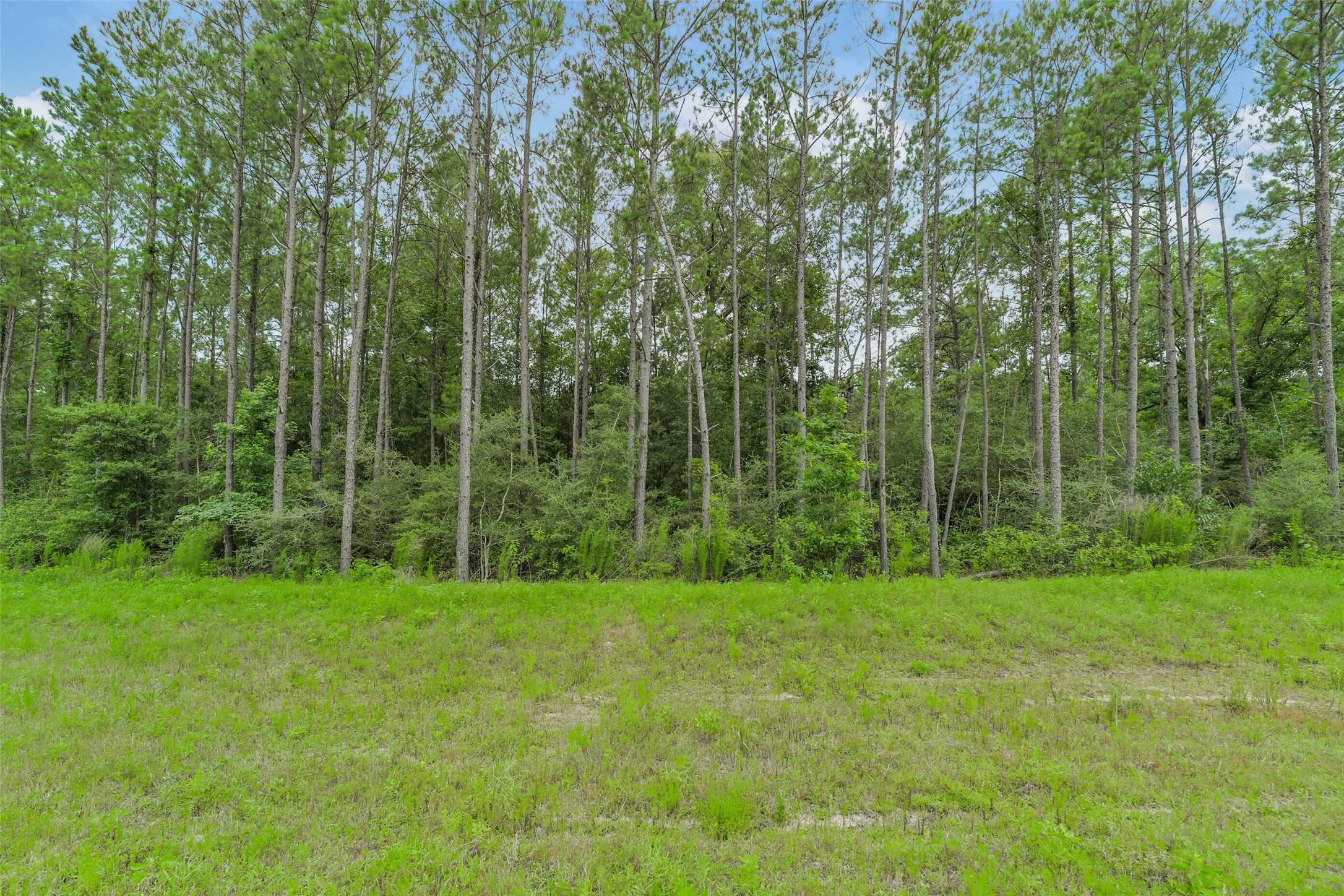 15832 Ridge Oak Road Willis, TX 77378 - Photo 3 of 14