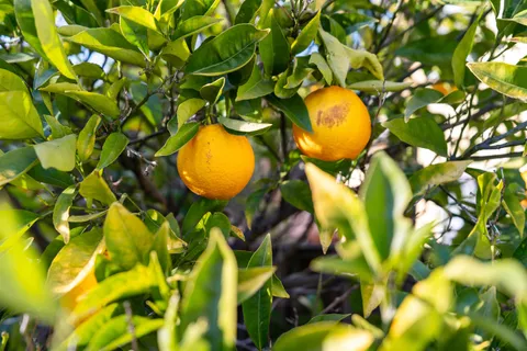 $999,000 | 3010 Fairview Avenue, Alameda, CA 94501