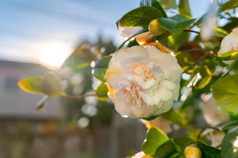 $999,000 | 3010 Fairview Avenue, Alameda, CA 94501