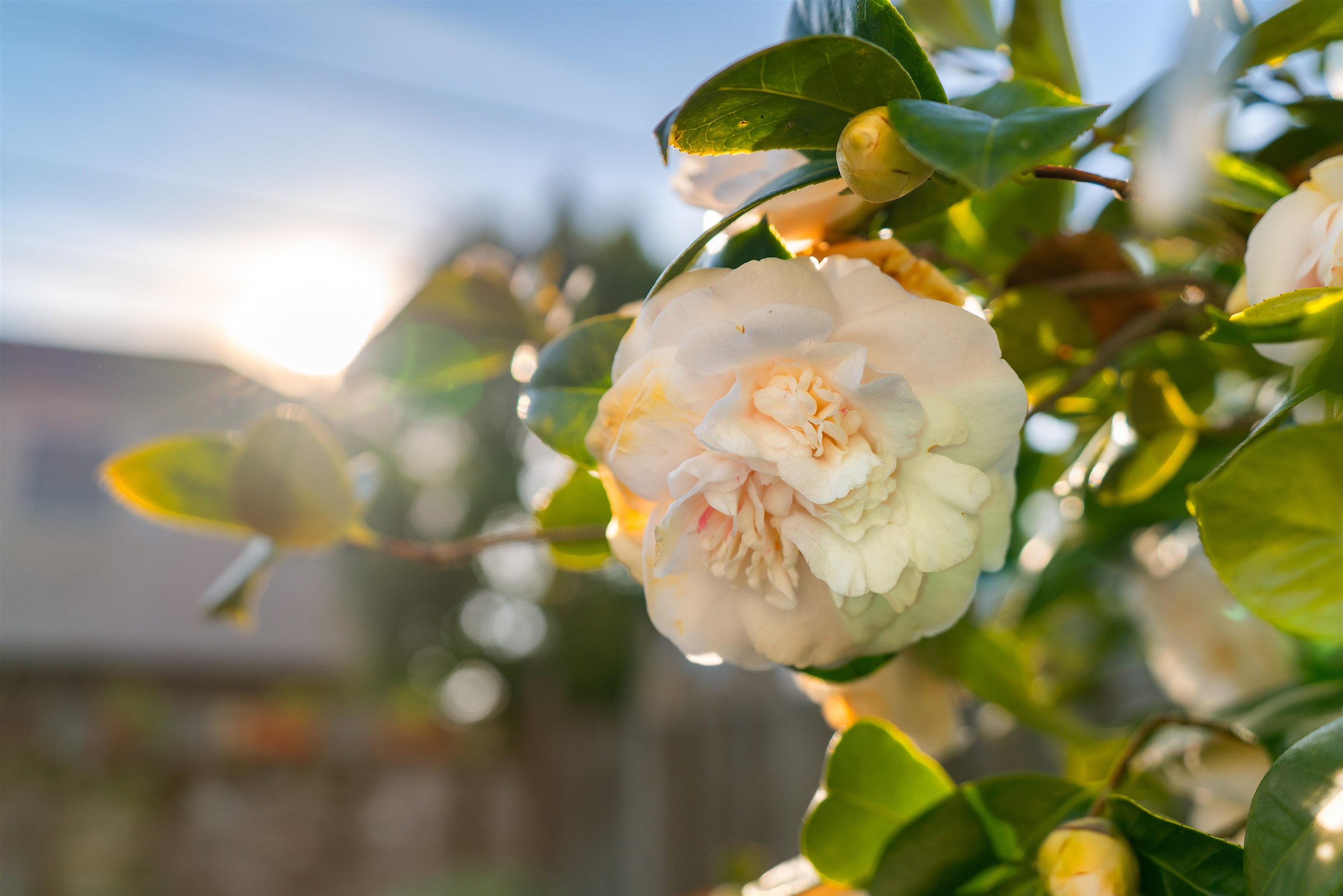 3010 Fairview Avenue Alameda, CA 94501 - Photo 10 of 37